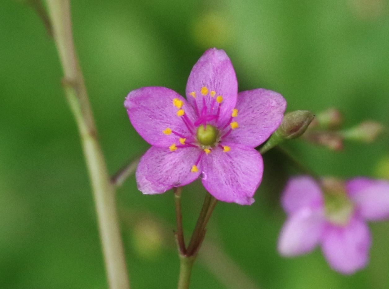 Talinum paniculatum 'Variegatum'